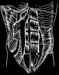 ab muscles diagram picture abdomen lower